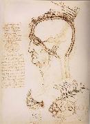 LEONARDO da Vinci Anatomical study of the brain and the scalp France oil painting artist